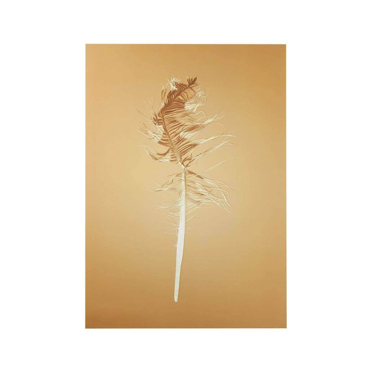 Sybrand Prints Woonaccessoires Nature Trash Feather poster Gold feather-gold